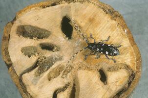 Asian Longhorn Beetle